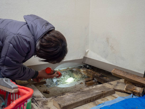 Best Mold Damage Restoration  in West Hurley, NY