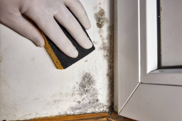 Best Post-Construction Mold Inspection  in West Hurley, NY